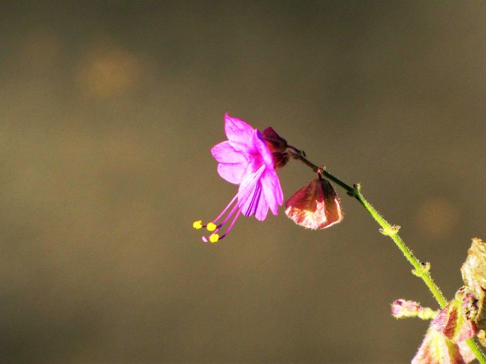 Tiny littel purple flower