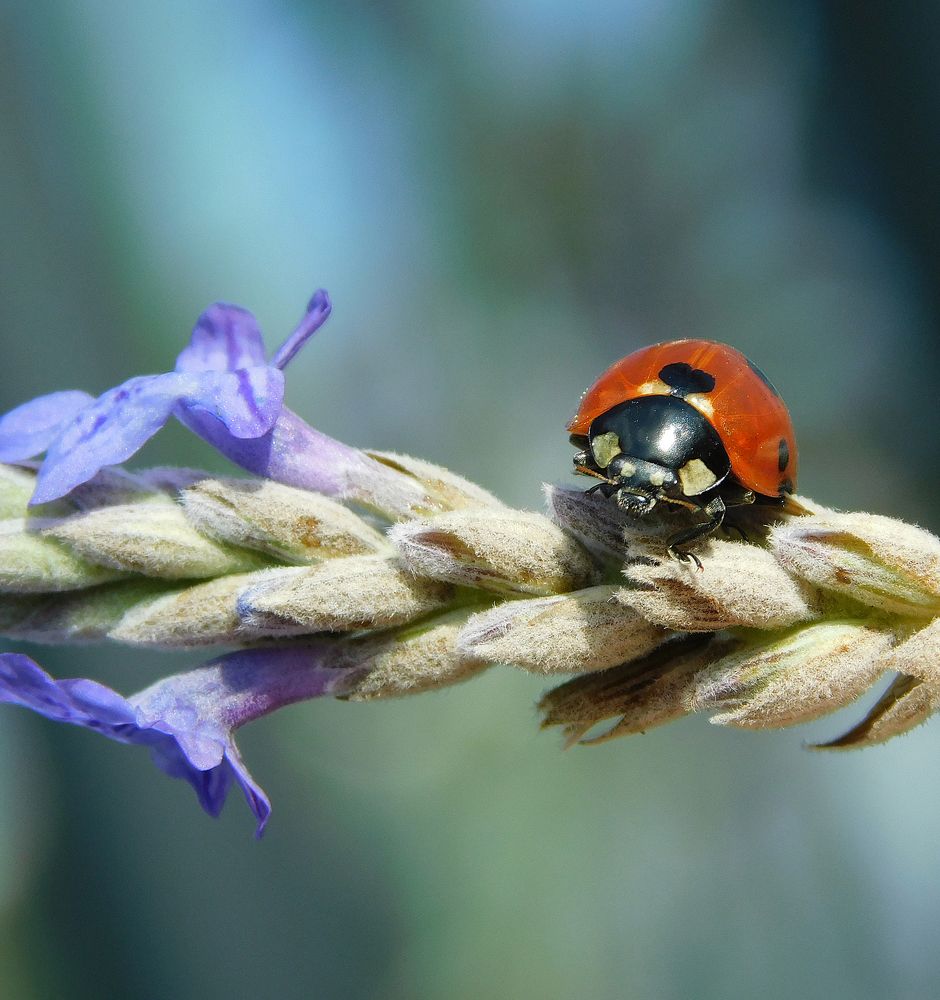 Ladybug on blue flower