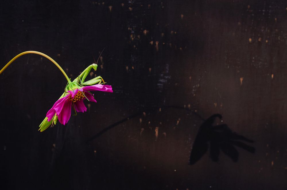 Я и моя тень