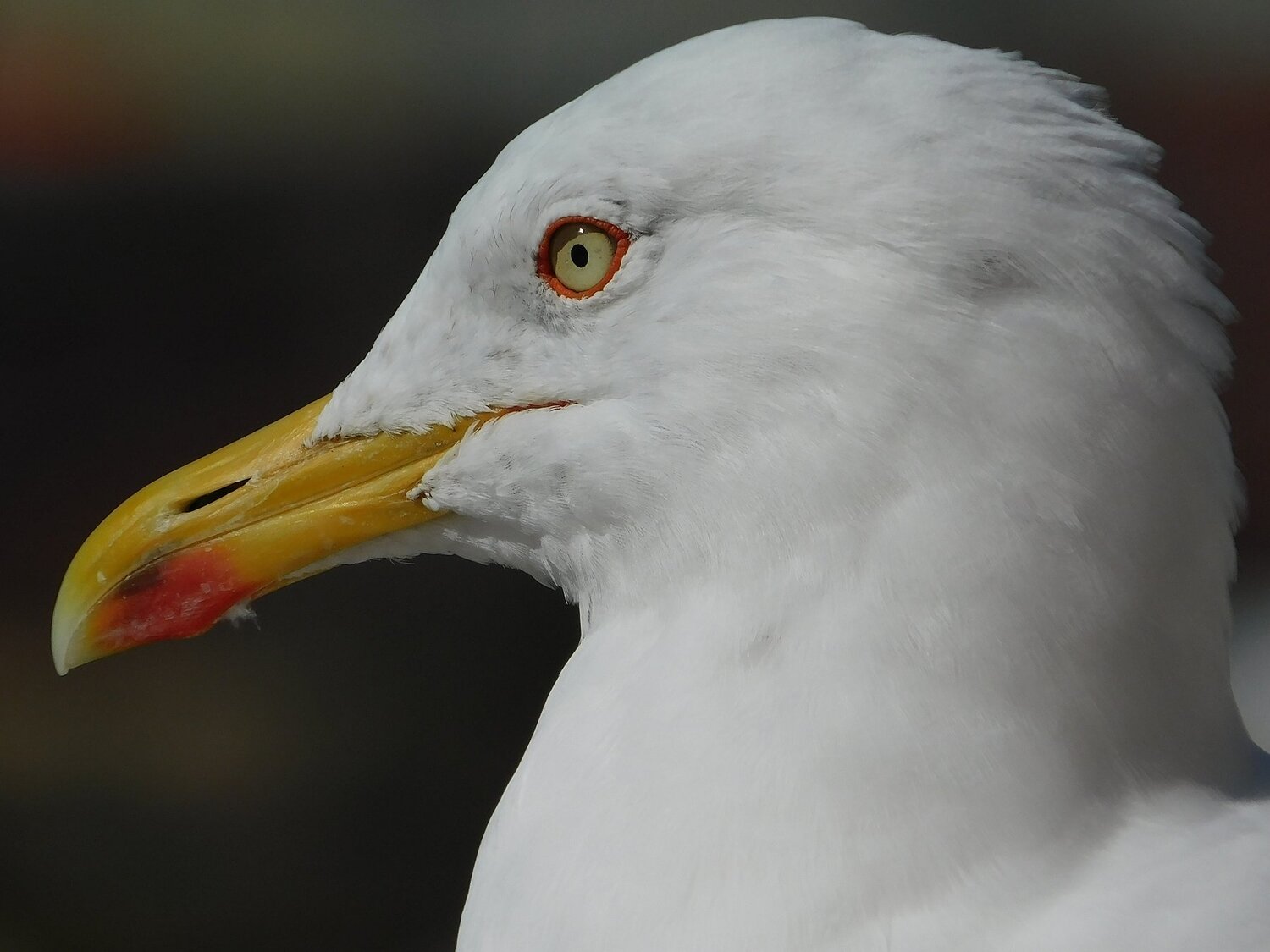 Seagull