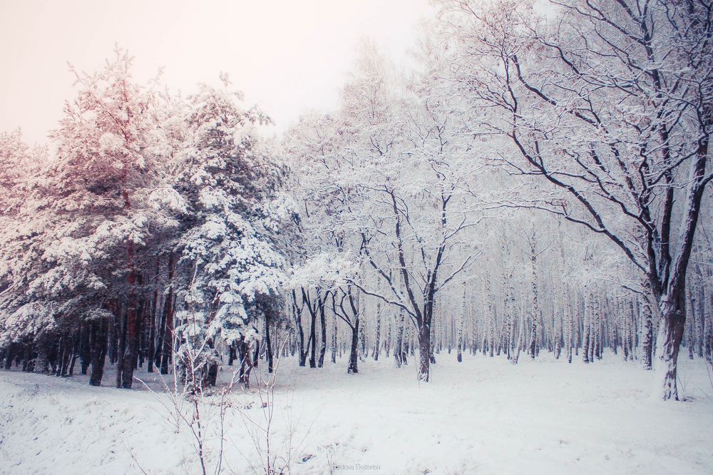 Лесная сказка