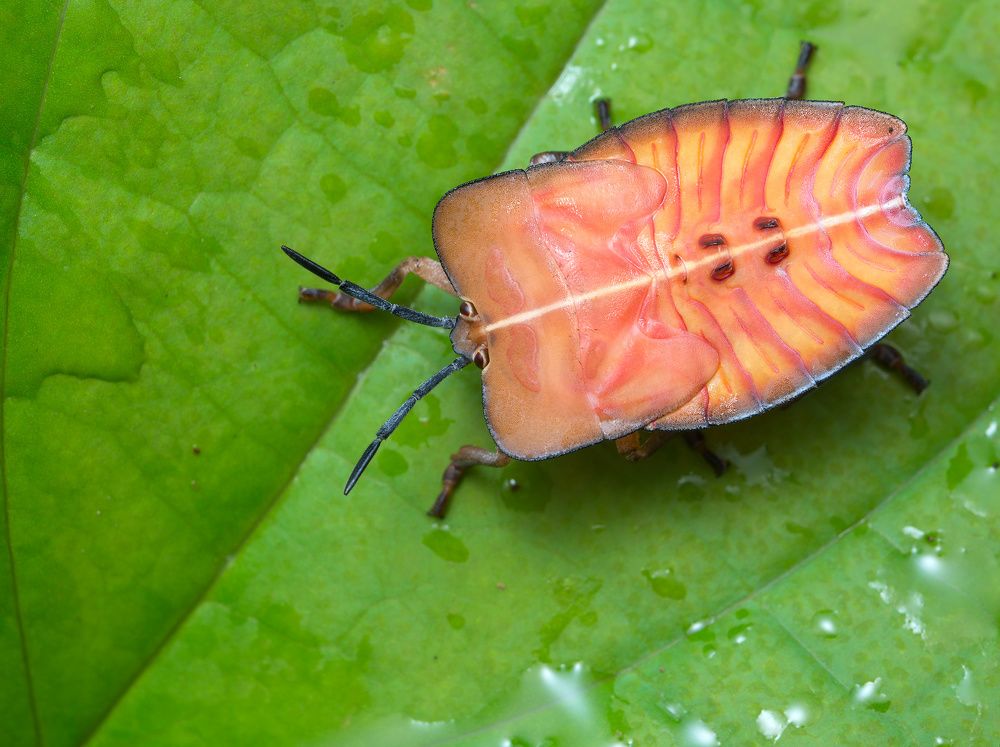 Красный прямоугольник (Red rectangle)