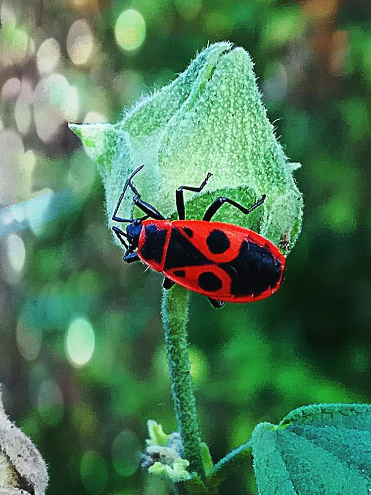 Я опасный хитрый жук))