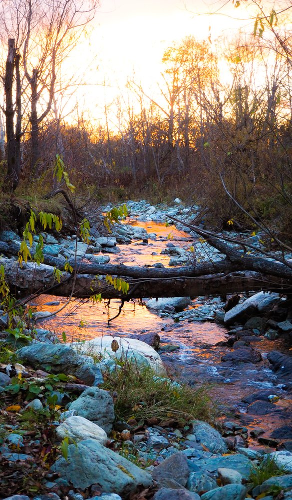 Немного солнца в холодной воде