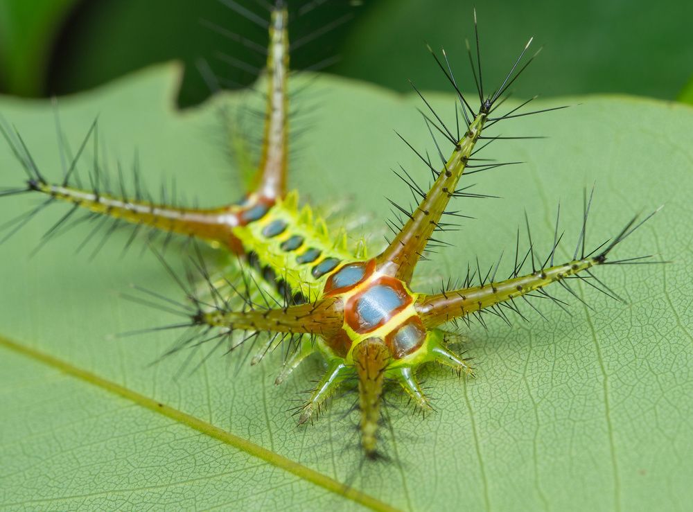 Ядовитые шипы (Poisonous spines)