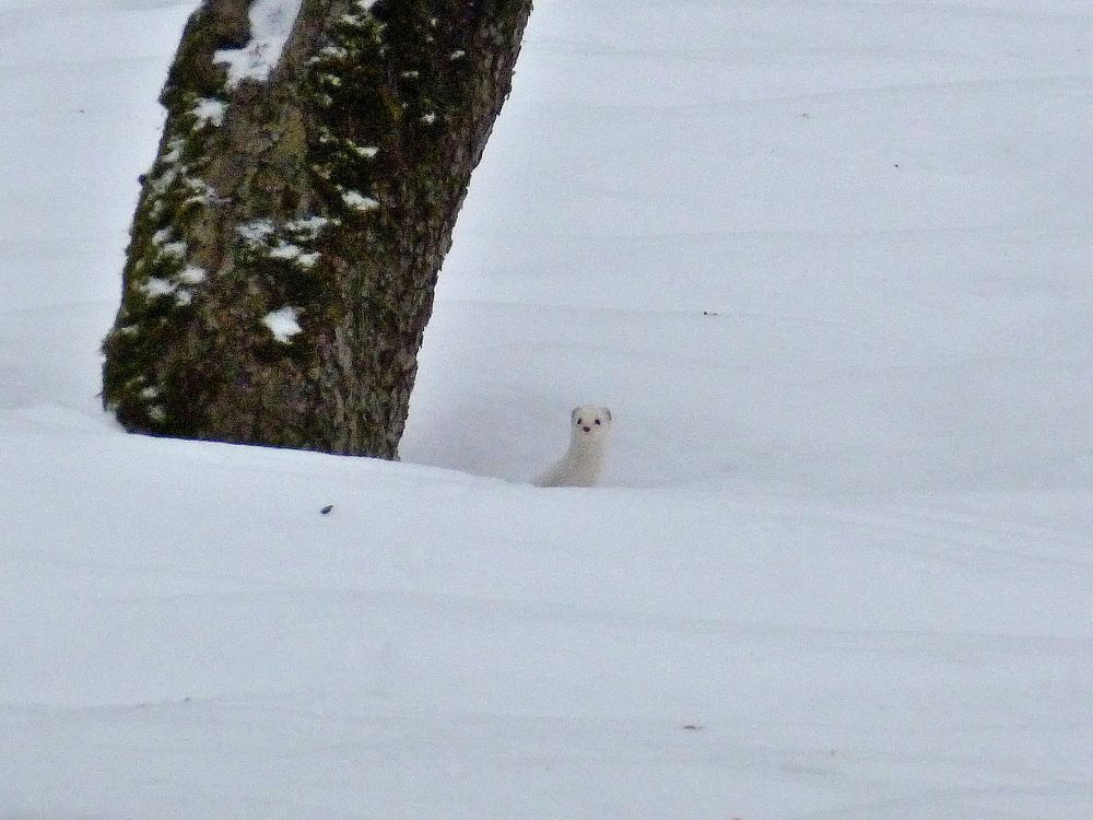 Зимняя ласка