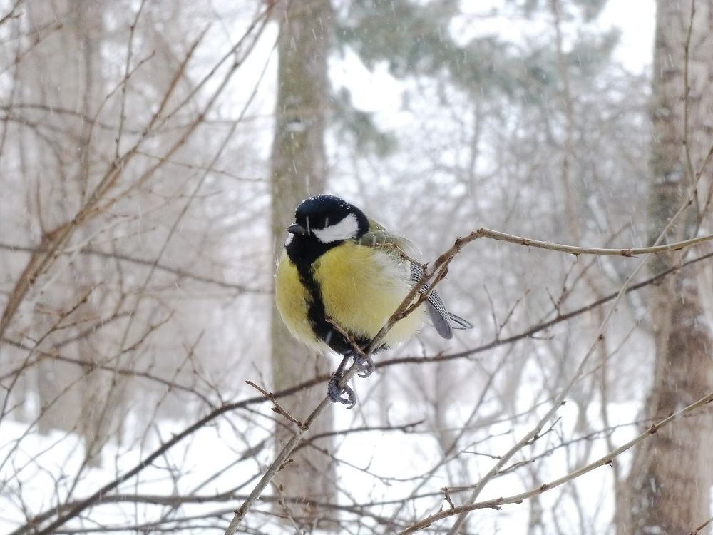 В ожидании весны
