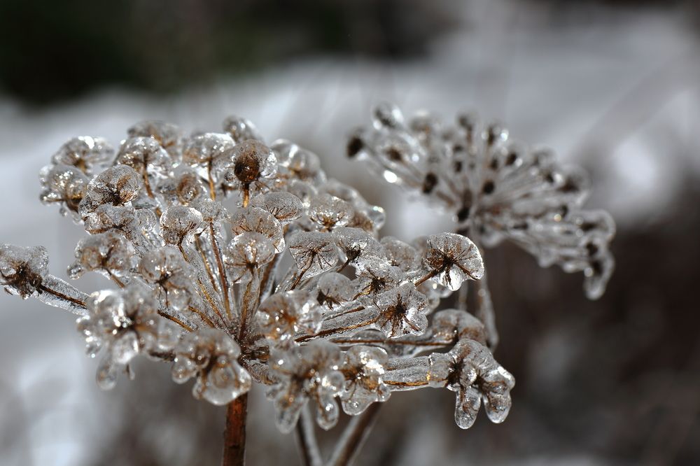 Осенний хрусталь