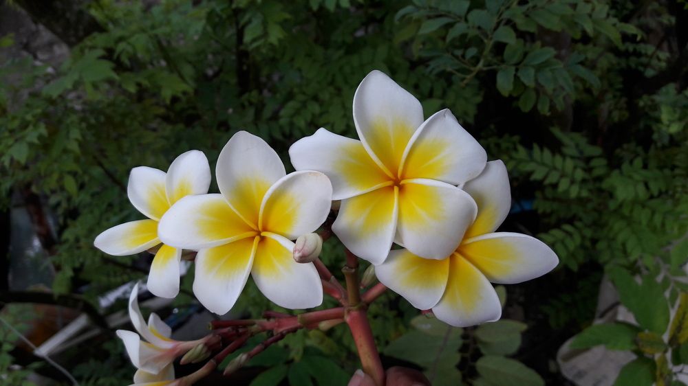 Frangipani