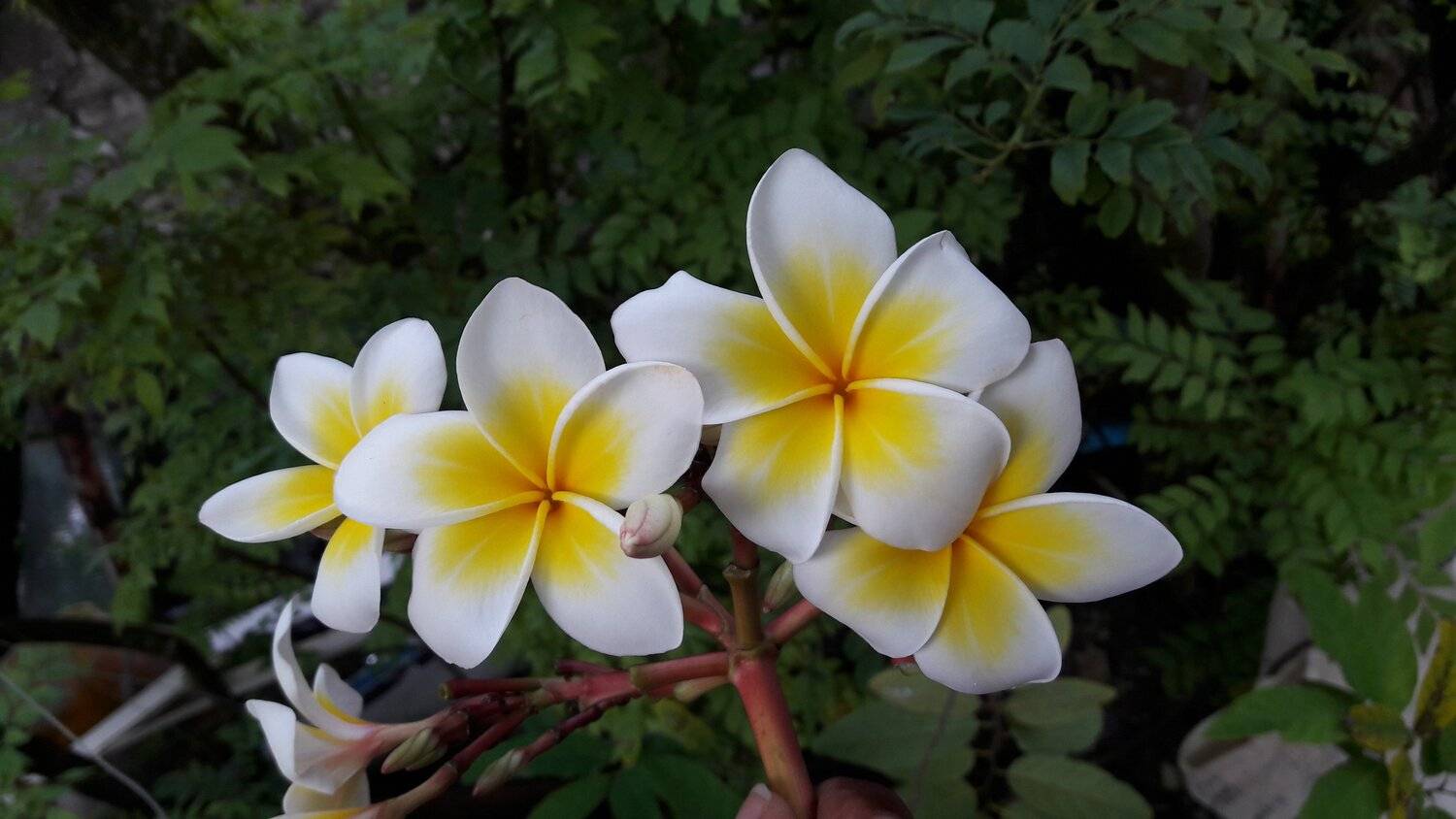 Frangipani