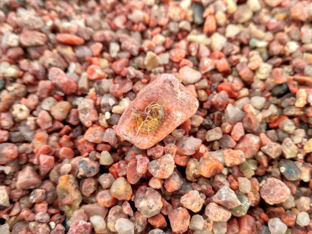 Issyk-Kul shrimp / Иссык-Кульская креветка