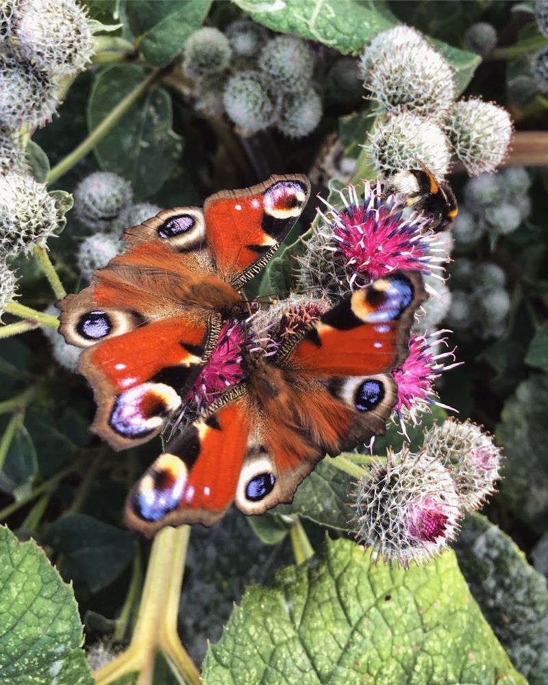 Адмиралы за работой