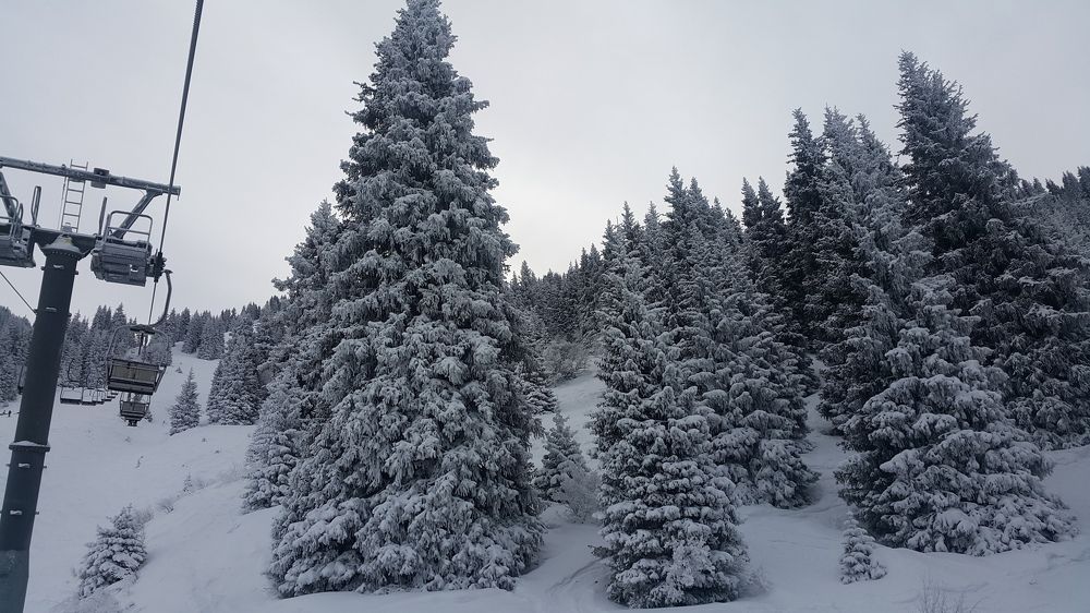 Елочки