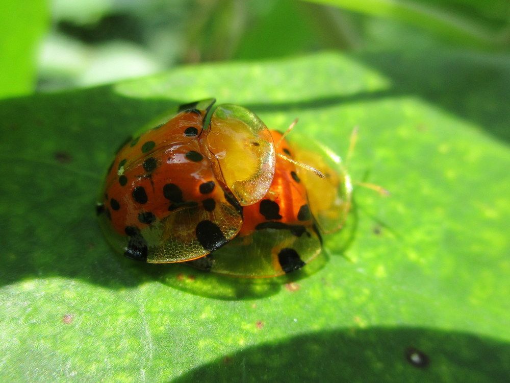 ID: Tortoise Beetle