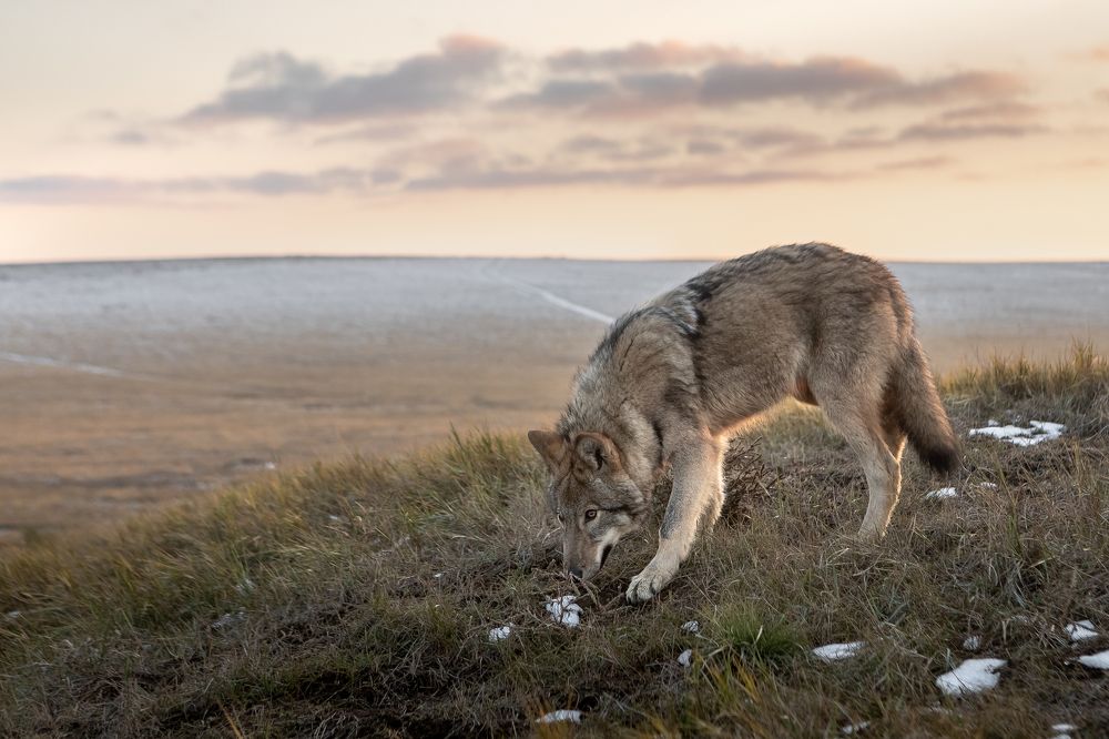 В Хакасской степи