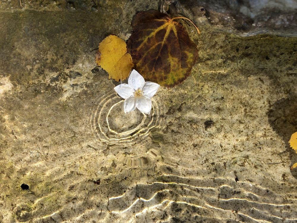 Капля осени