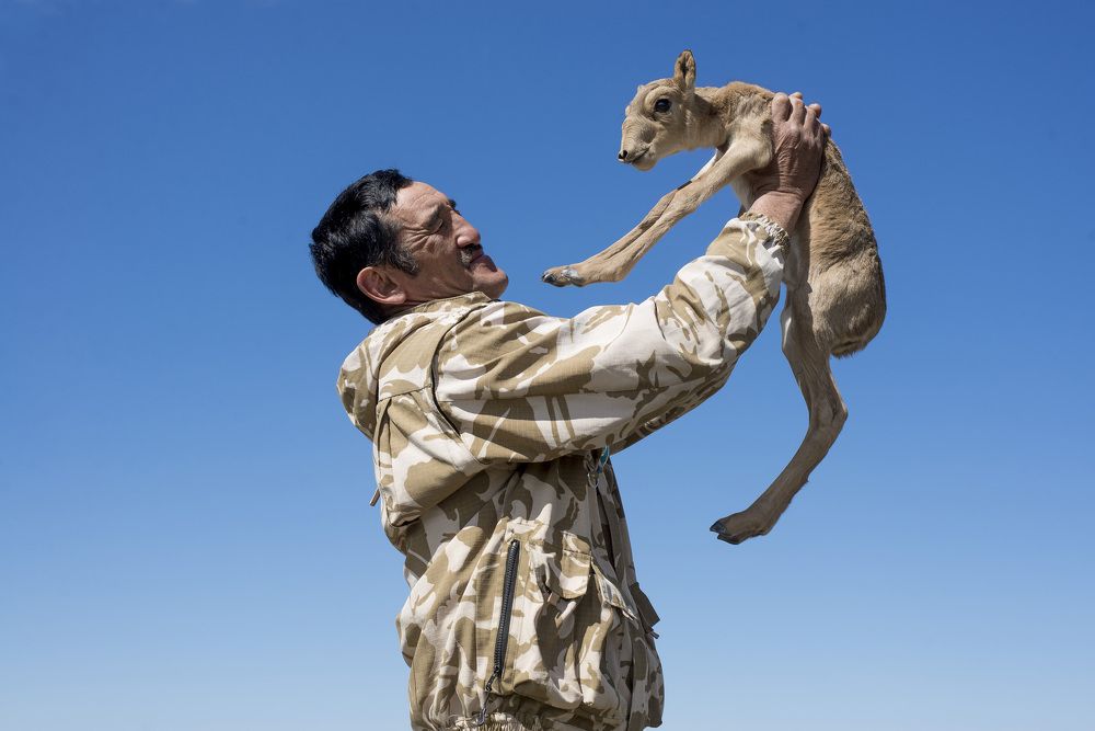 Егерь с сайгаченком!