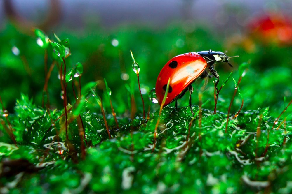 Коровка в лесу...