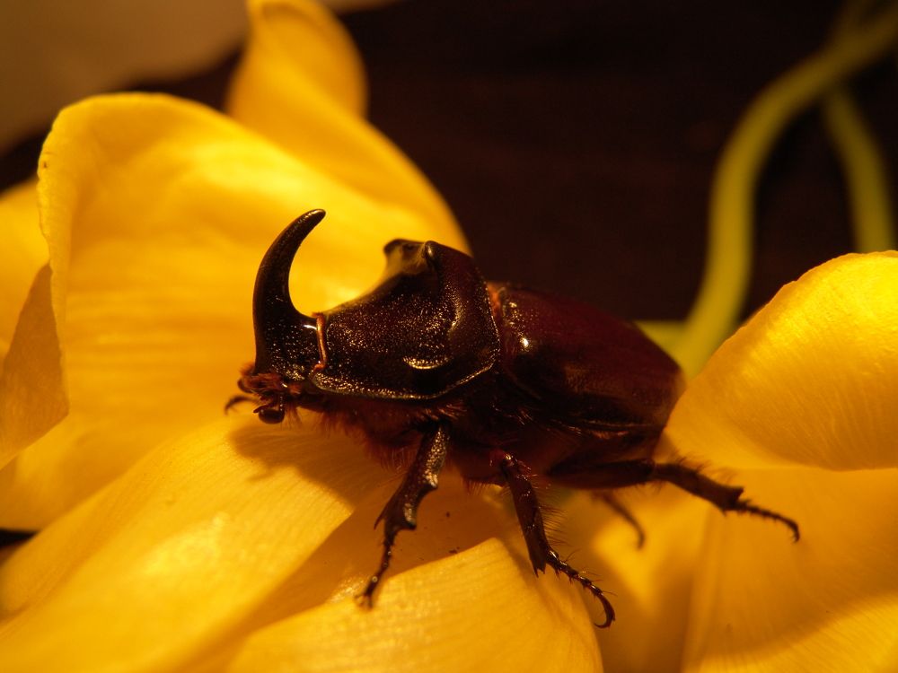 В золоте цветов