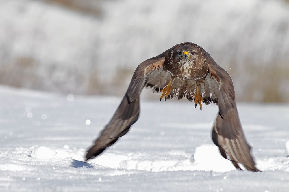 Photograph by Георги Славов