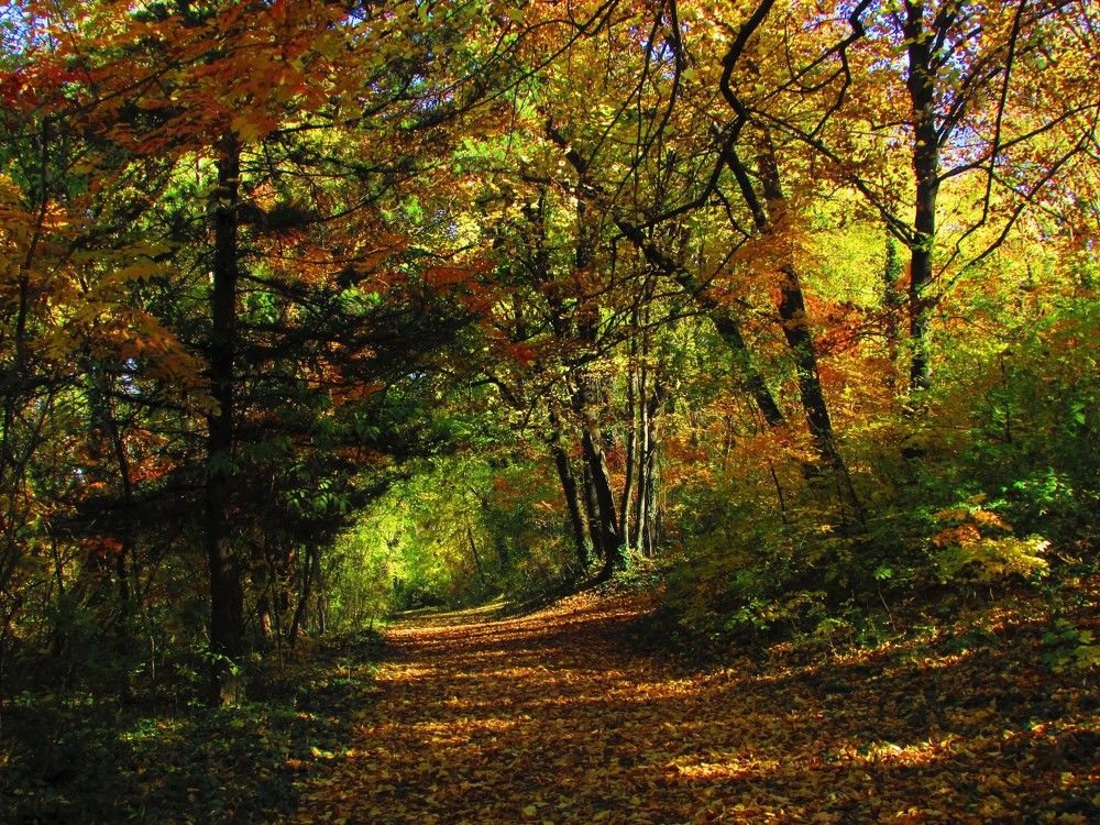 Golden Autumn in Skobelev Park!