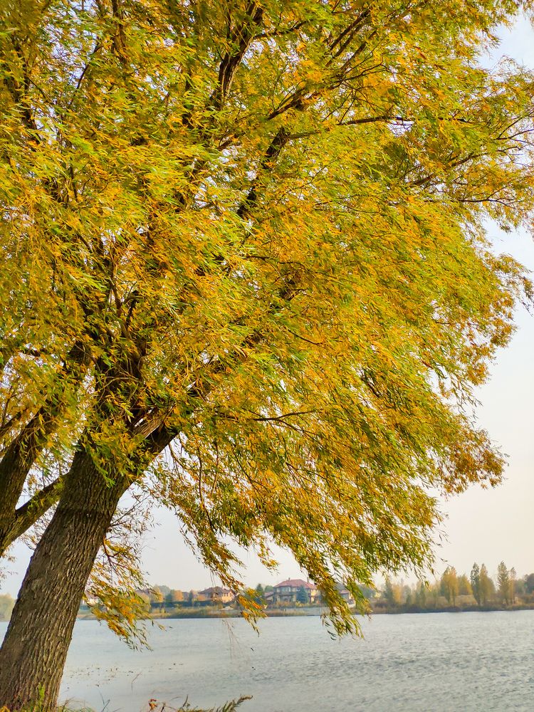 Fall