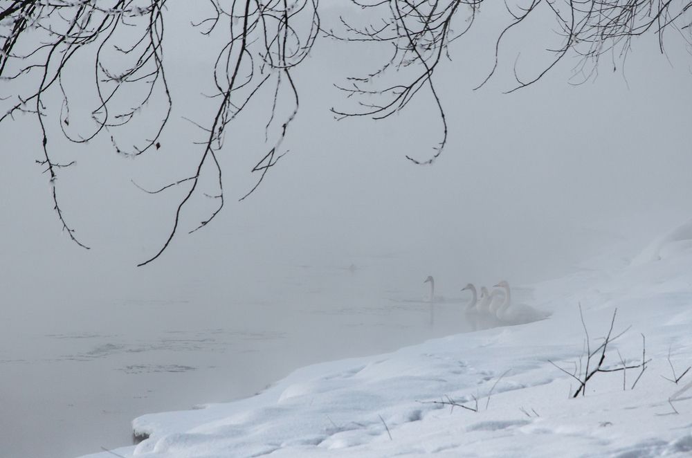Зимующие лебеди