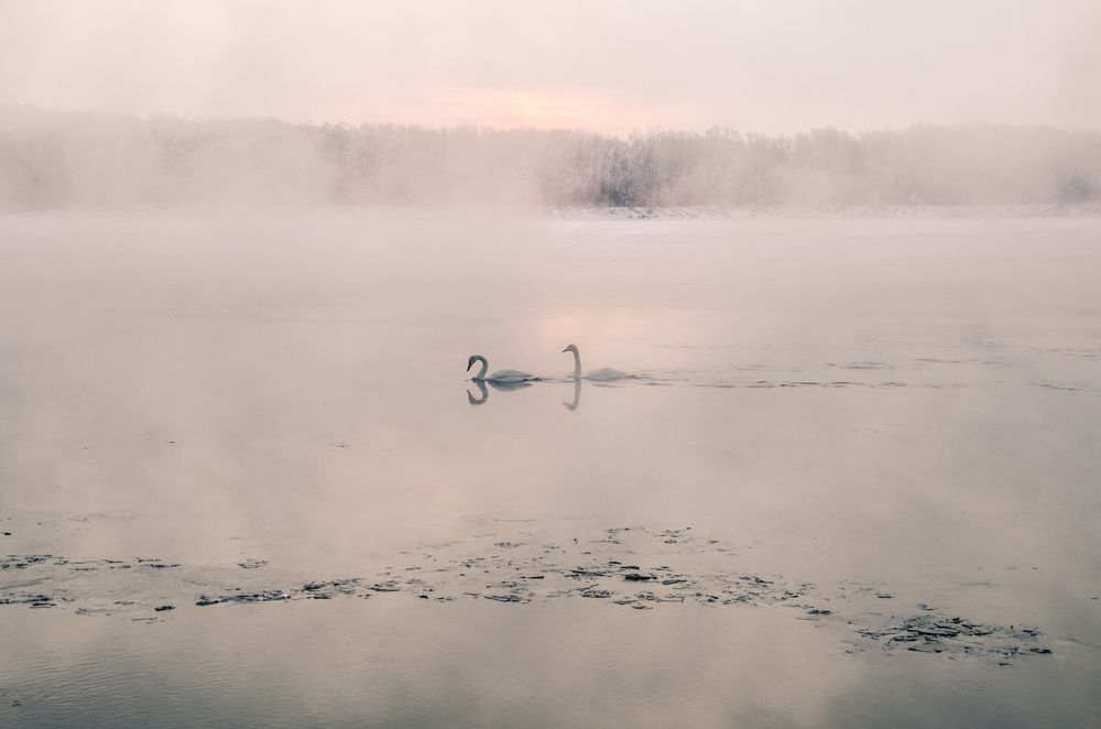 Зимующие лебеди