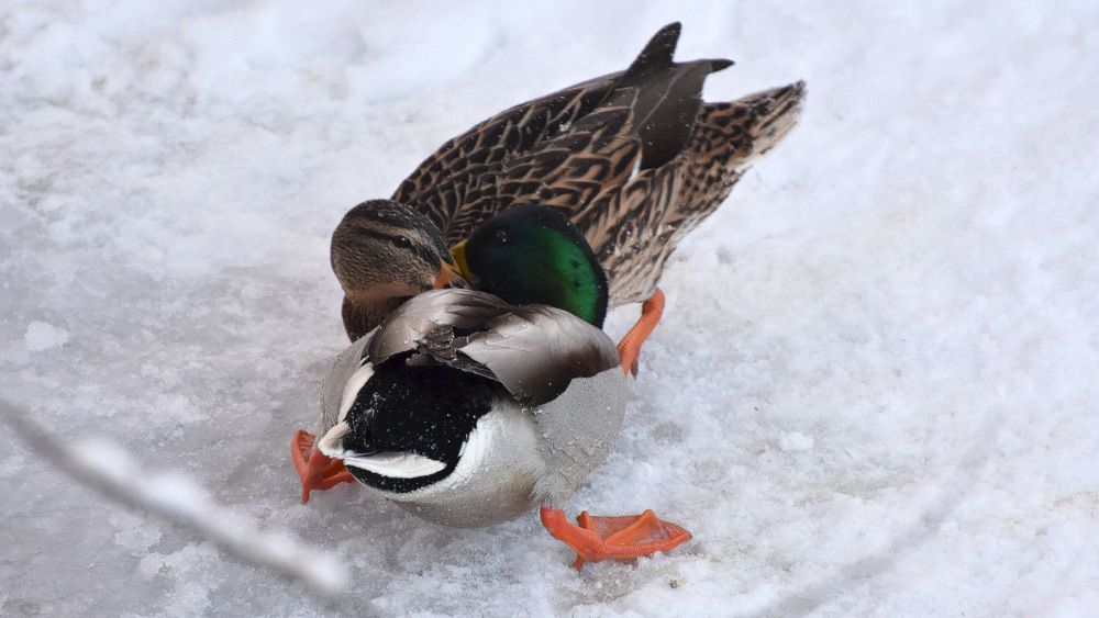 Photograph by Наталья Неверова