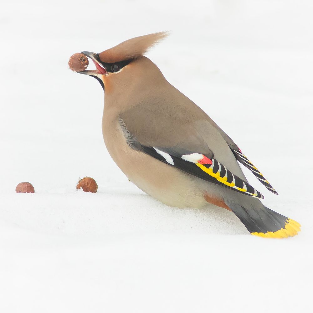 Свиристель