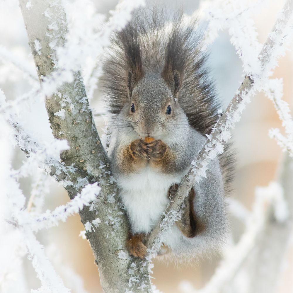 В заснеженном лесу