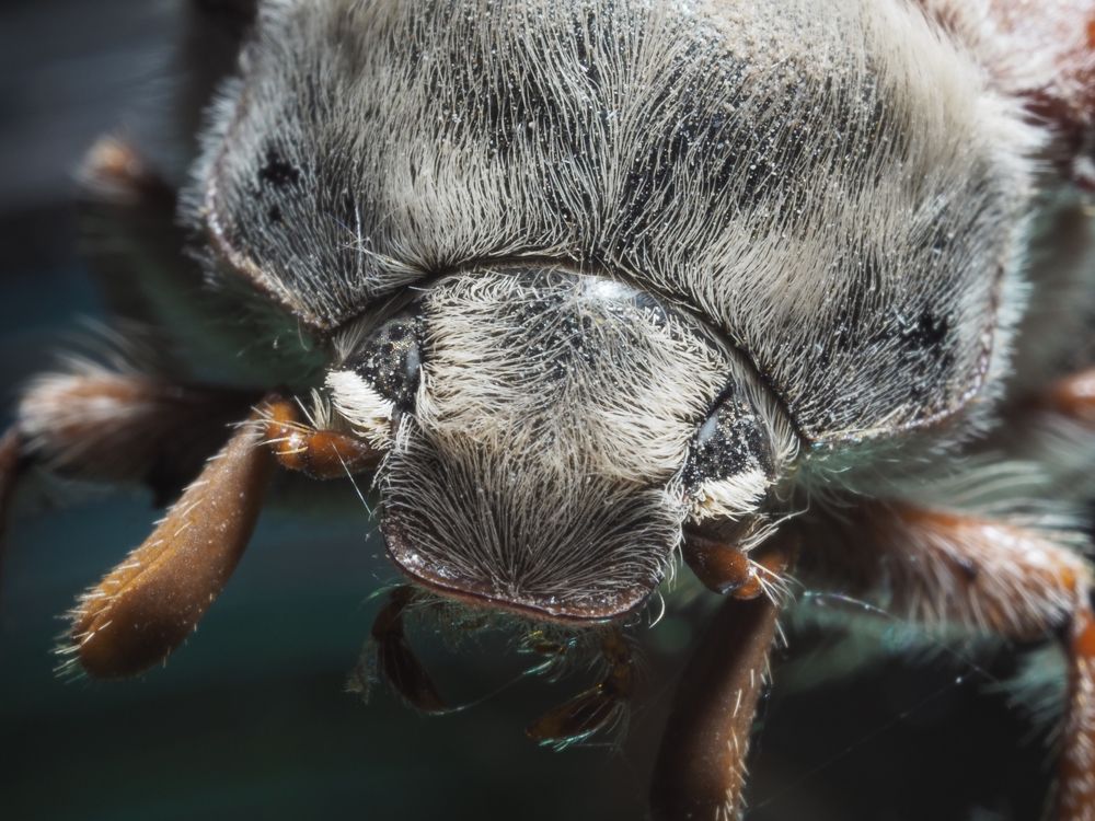 Пенсионер из мира жуков