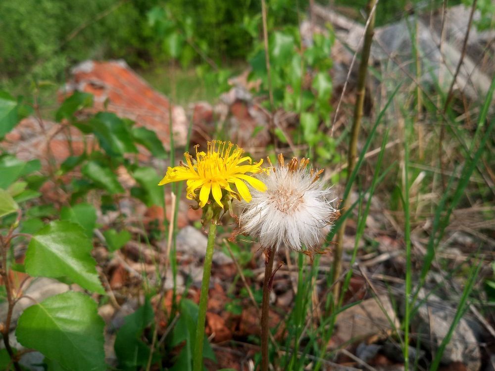 Неравный брак