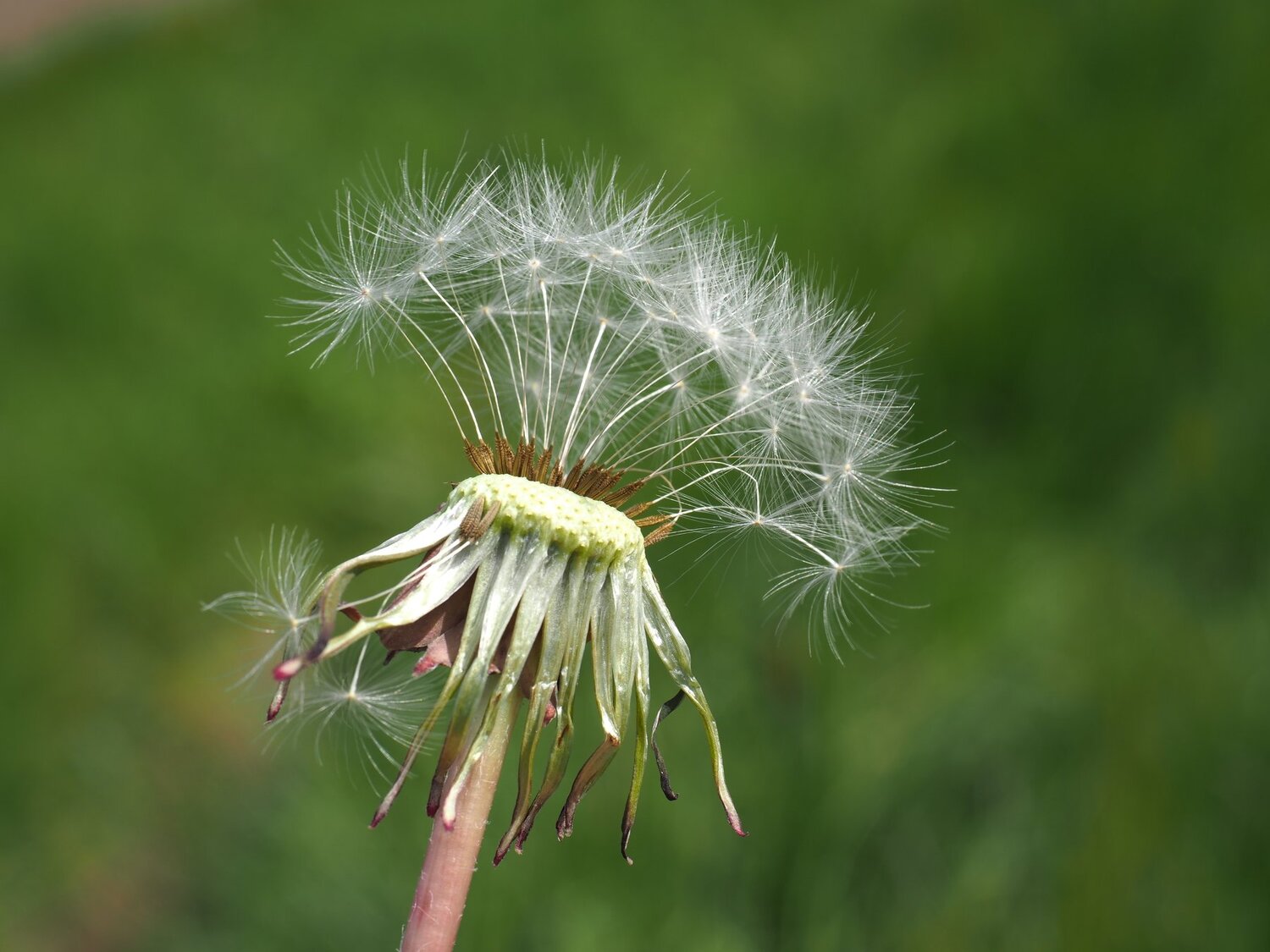 Make a Wish