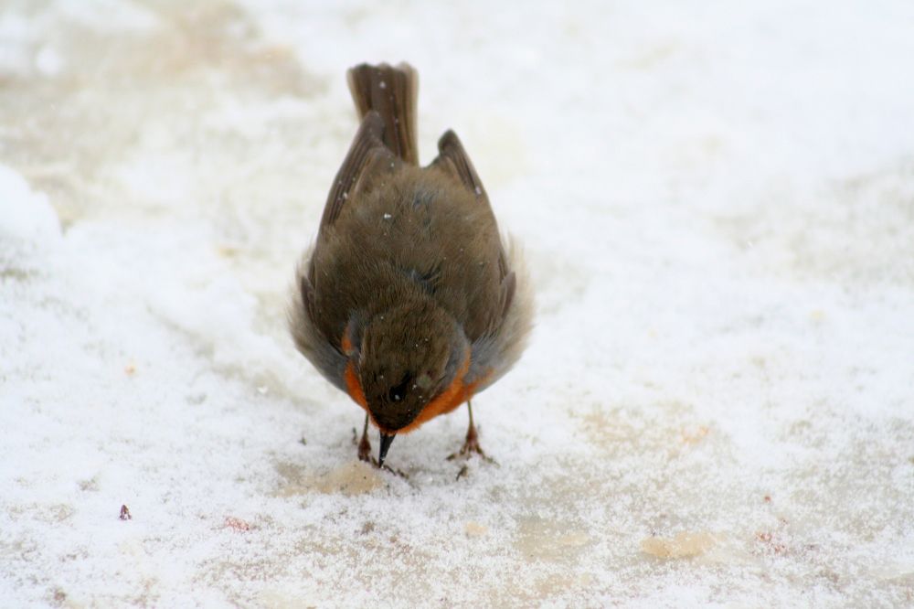 Icebreaker Bird in search of food.