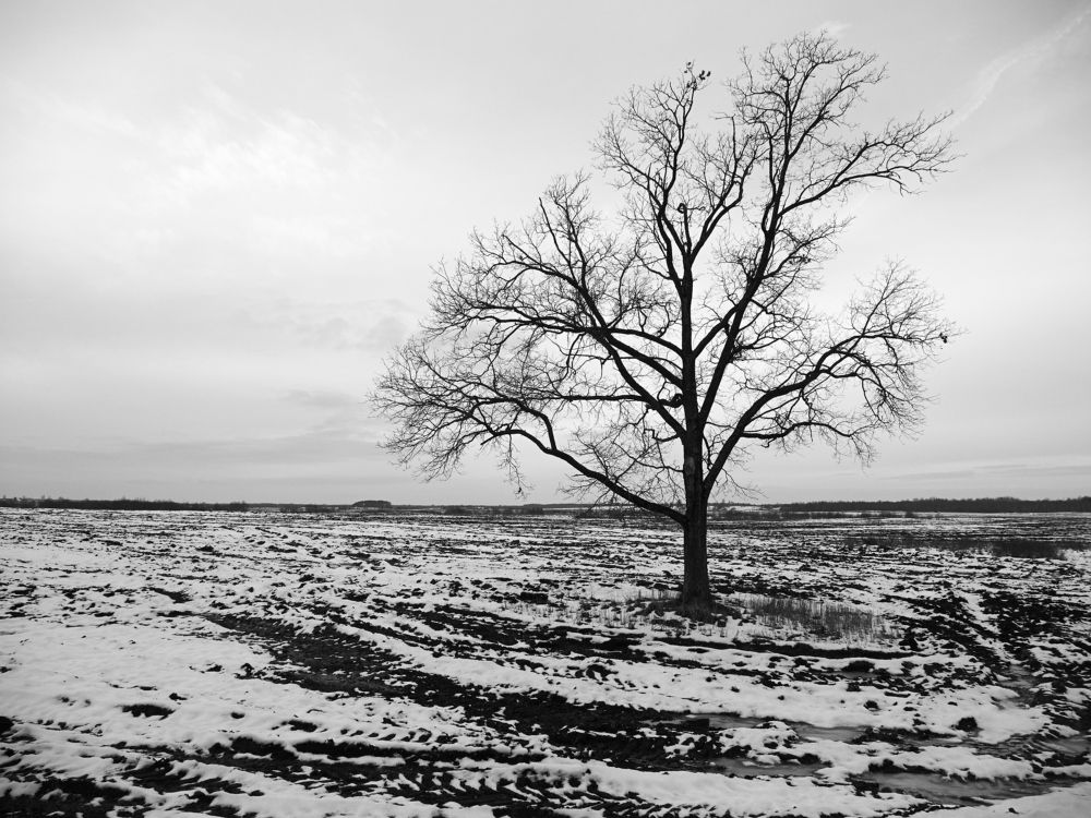 A lonely tree
