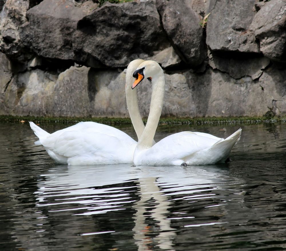 Символ Любви и Верности.