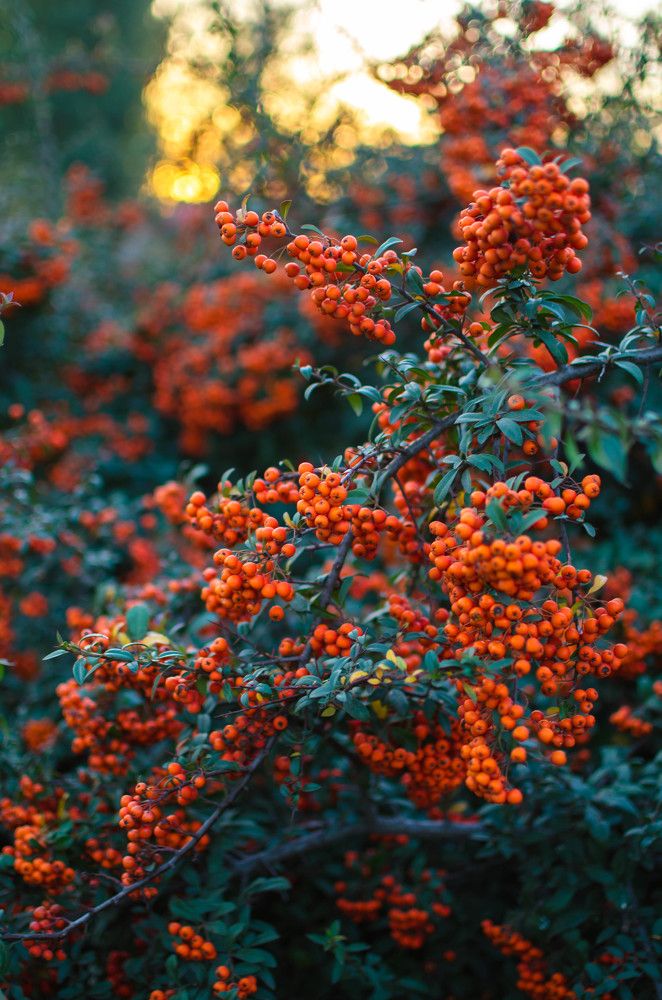 Рябина алая