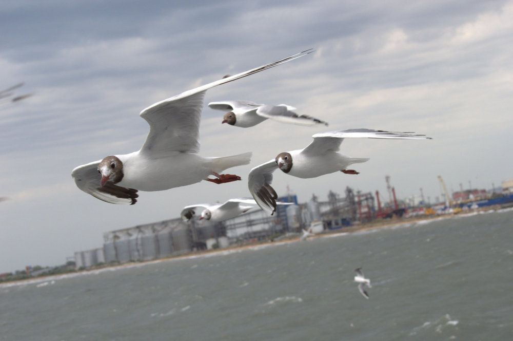 Воздушный эскорт