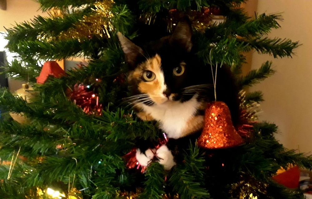 Cat in thr Christmas Tree