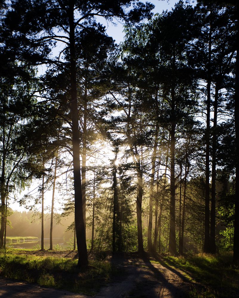 Тихий закат в соснах