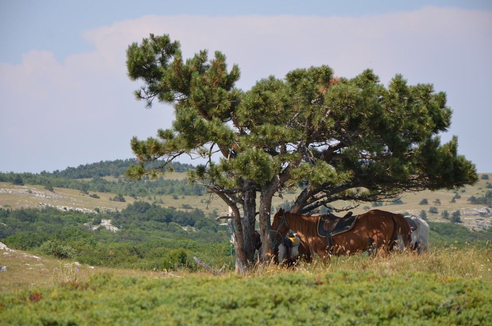 На отдыхе в тени