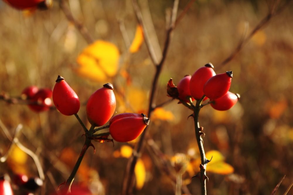 Photograph by Светлана