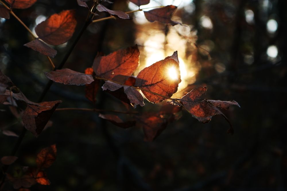 Photograph by Светлана