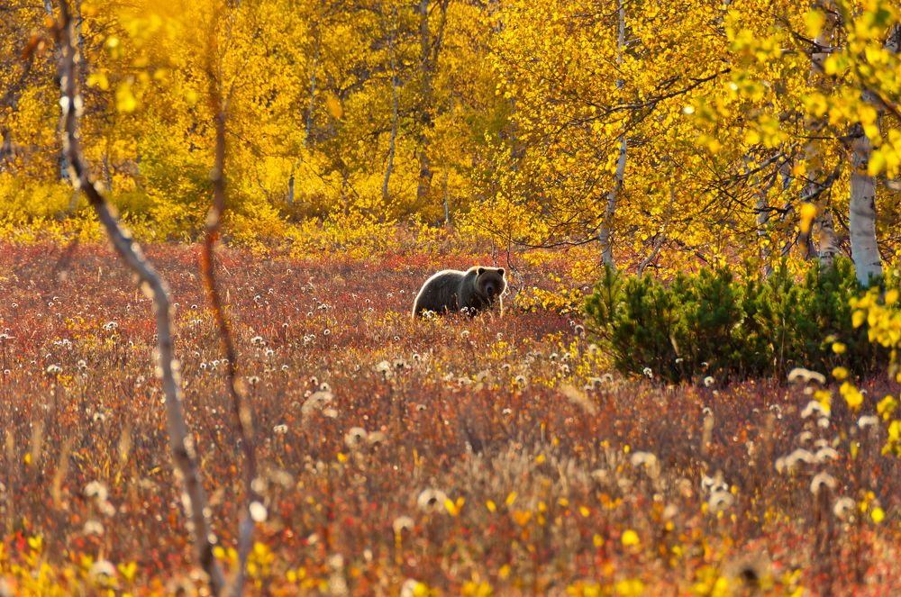 Photograph by Михаил Агульник