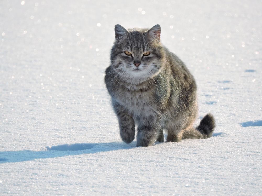 Хозяин реки