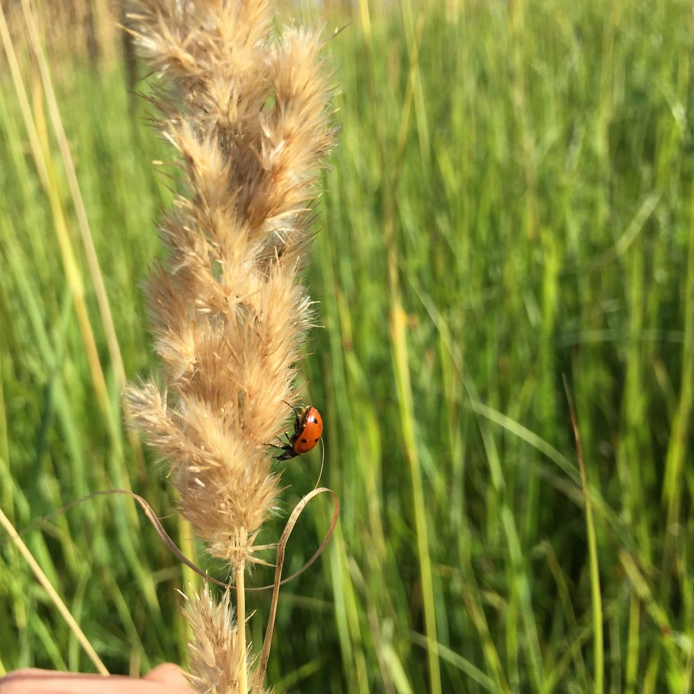 Божья коровка и ковыль