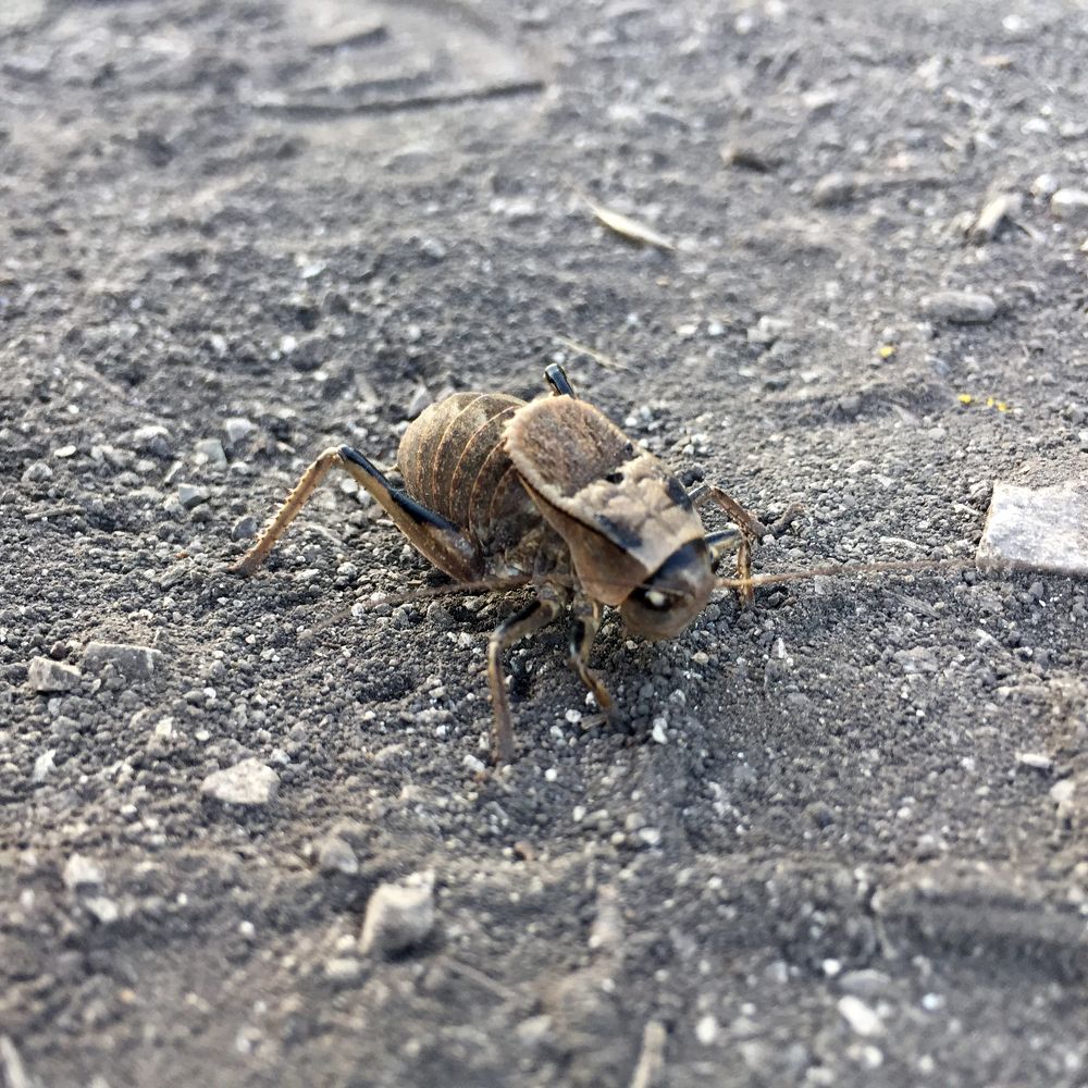 Инопланетный жук