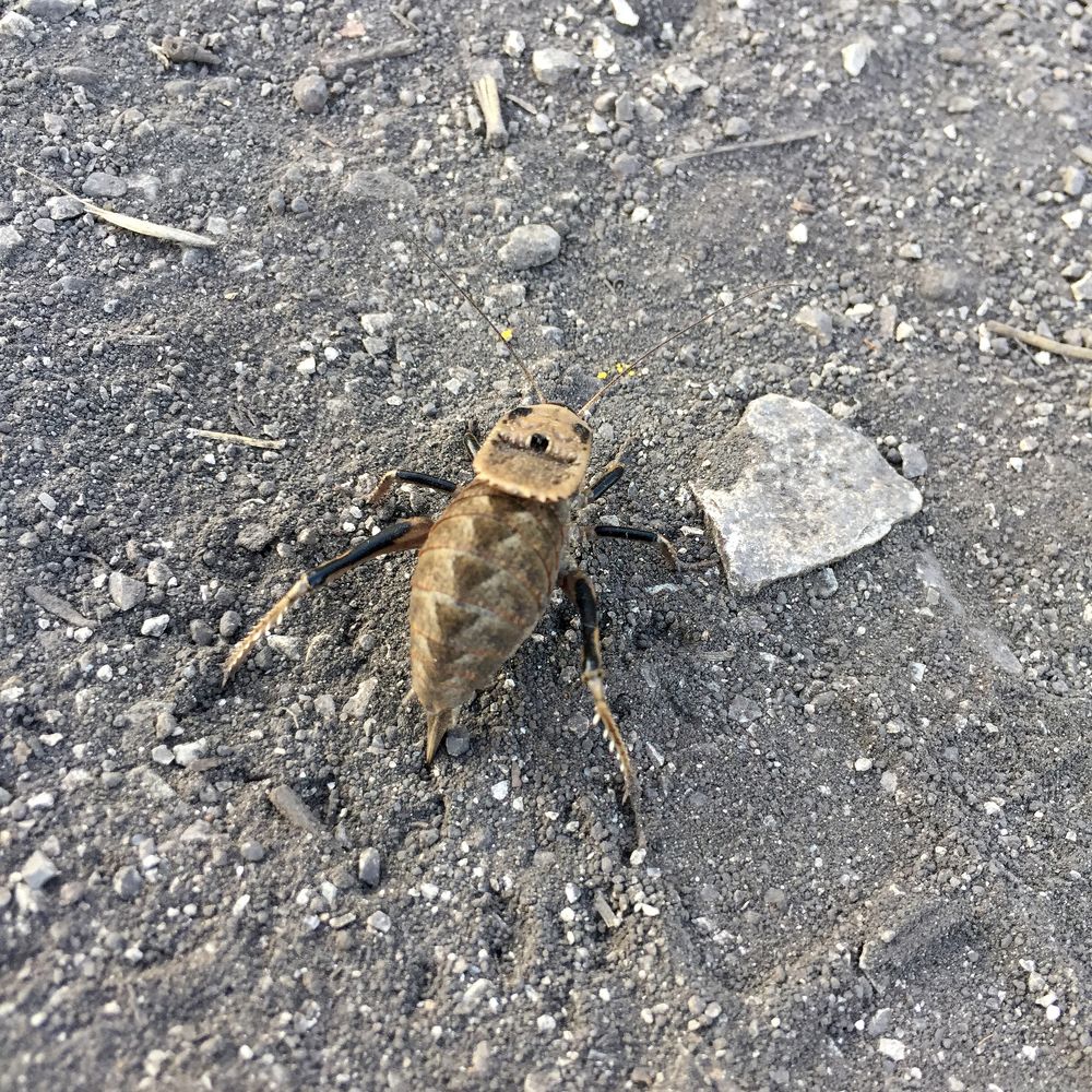 Жук, втыкающий жало в землю