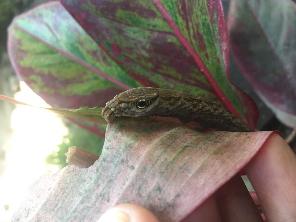 Snake-a-pillar